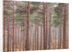 Misty forest with tall trees by Assaf Frank